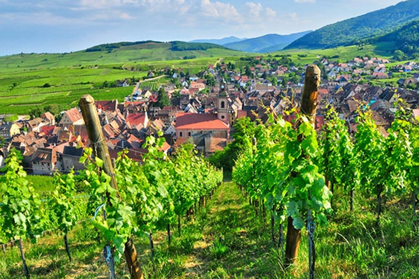 Paris winery